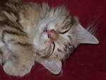 Katze Padme 5 Monate alt.
